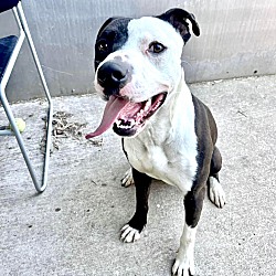 Chicago, IL - Pit Bull Terrier. Meet Dax a Pet for Adoption - AdoptaPet.com