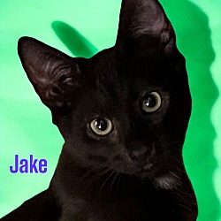 Thumbnail photo of Jake #1