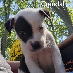 Thumbnail photo of Crandall #4