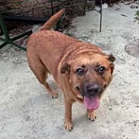 adopt a pet