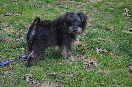 yorkshire terrier junior