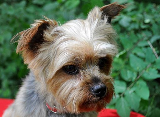 Peanut the outlet yorkie