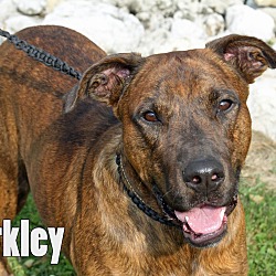 Thumbnail photo of Berkley #3