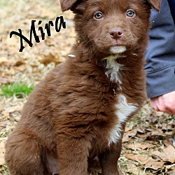 Thumbnail photo of Mira~adopted! #2