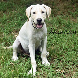 Thumbnail photo of Duncan~adopted! #1