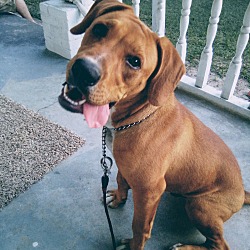 Boxer Puppies For Sale In Kinston North Carolina Adoptapet Com