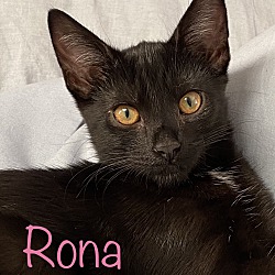 Thumbnail photo of Rona #3