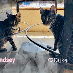 Thumbnail photo of Duke & Lindsey #2