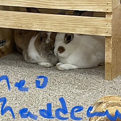 Photo of Thaddeus - Bonded to Theodore