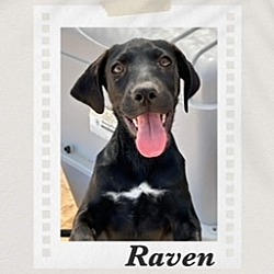 Photo of Raven