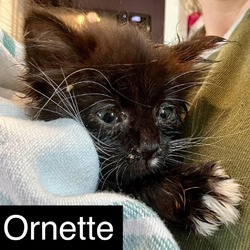Photo of Ornette