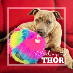 Thumbnail photo of Thor #4