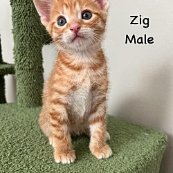 Photo of Zig