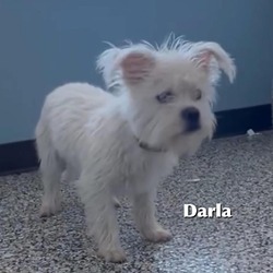 Photo of Darla