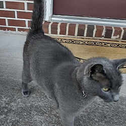 Thumbnail photo of Gray Kitty **COURTESY POST** #2