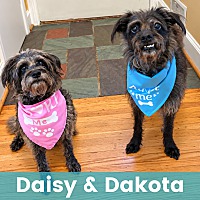 DAISY & DAKOTA - Mixed Breed (Small) available for adoption