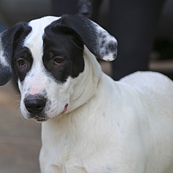 Thumbnail photo of Patches~ adopted! #3