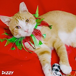 Thumbnail photo of Dizzy #1