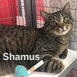 Thumbnail photo of Shamus #1