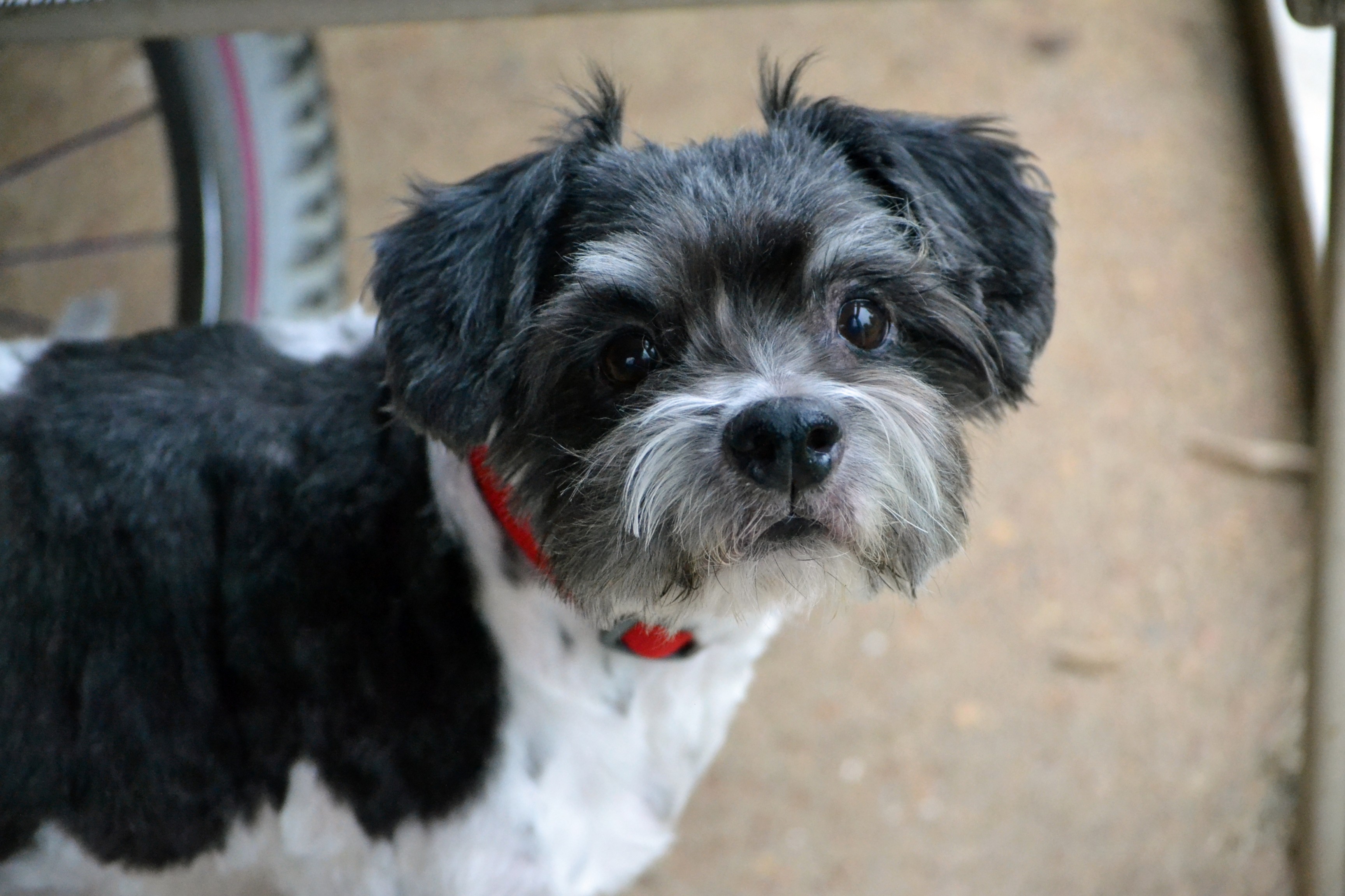 Jackson Tn Shih Tzu Meet Gizmo A Pet For Adoption