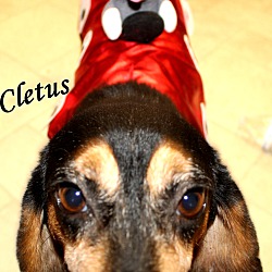 Thumbnail photo of Cletus ~ meet me! #4