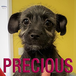 Thumbnail photo of Precious #1