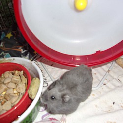 Thumbnail photo of Hamsters #1