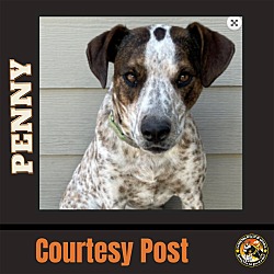 Photo of PENNY 4