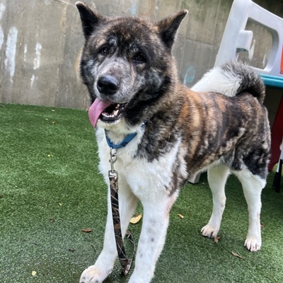 Valley View, OH - Akita. Meet Buzz Lightyear a Pet for Adoption