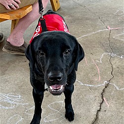 Photo of Bandit