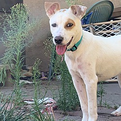Photo of Sage