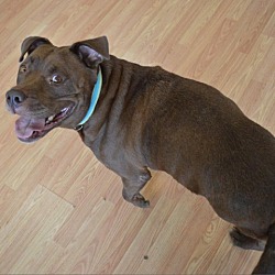 Photo of Honcho