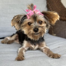 Photo of Willow Suri