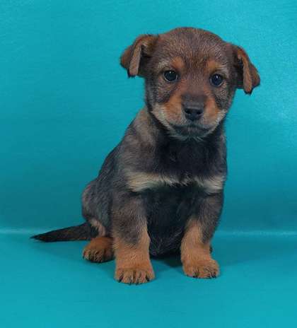 Morton Grove, IL - Swedish Vallhund. Meet Dale a Pet for Adoption ...