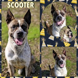 Thumbnail photo of Scooter #3