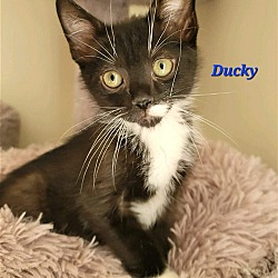 Photo of Ducky (24-288)