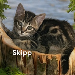 Photo of Skipp