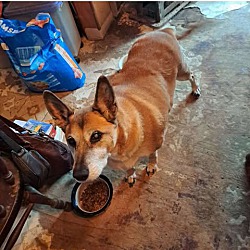 bonded pet photo