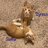 adopt a pet