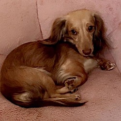 Are Dachshunds Hypoallergenic Dog Breeds: Unveiling Truths