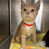 adopt a pet