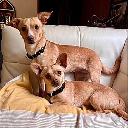 Photo of Honey and Laci a Bonded mom/daughter pair