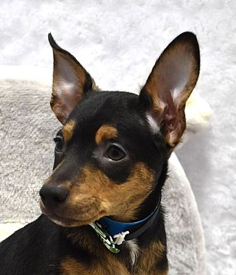 Springfield, OH - Chihuahua/Rat Terrier. Meet DD a Pet for Adoption ...