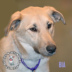 Photo of Bia
