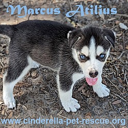Thumbnail photo of Marcus Atilius #3