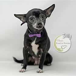 Thumbnail photo of Dilly #2