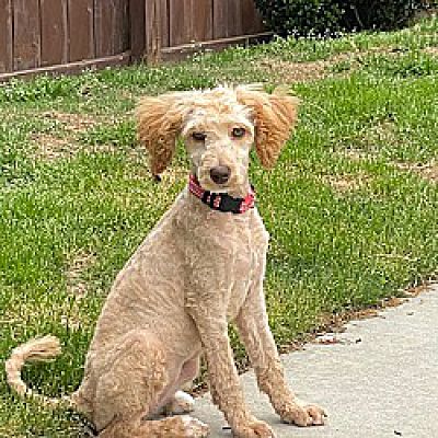 Springfield, VA - Goldendoodle/Poodle (Standard). Meet Jill a Pet for ...