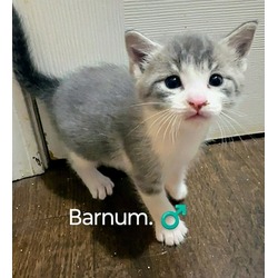 Photo of Barnum