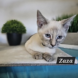 Photo of zaza