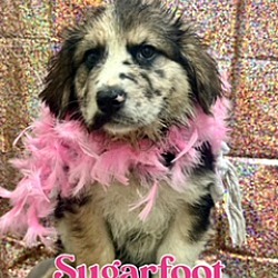 Photo of Sugarfoot